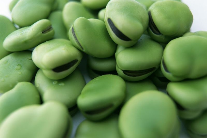 Dried Broad Beans