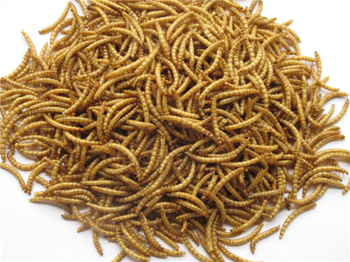 Microwave Dried Mealworms