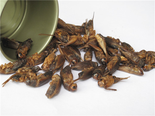 Canned Crickets