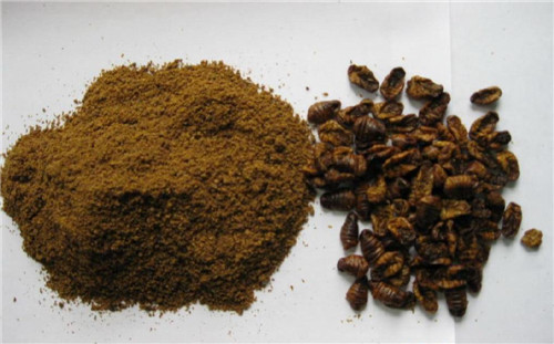 Microwave Dried silkworm powder