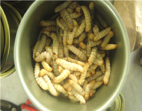 Microwave Dried Wax Insects