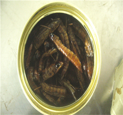 Microwave Dried Water Dragonfly