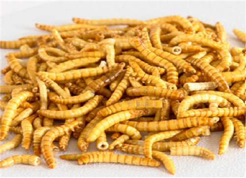 Freeze Dried Mealworms