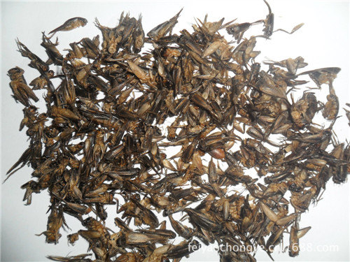 Freeze Dried Crickets